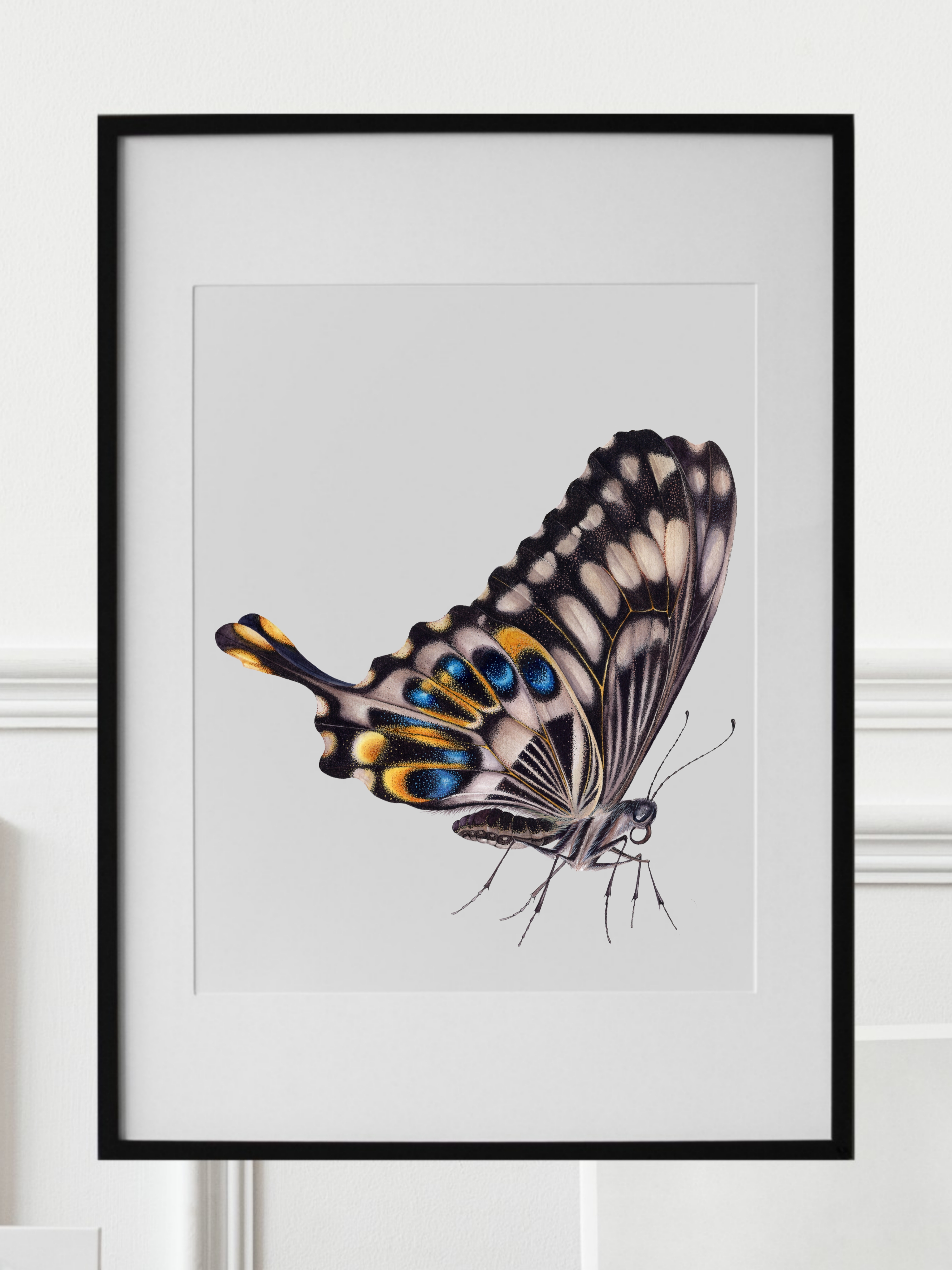 PAPILIO OPHIDICEPHALUS профіль